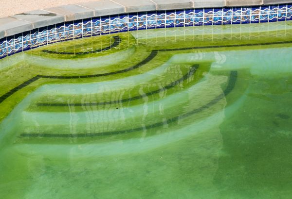 Pool Deck Algae Removal in Middleburg